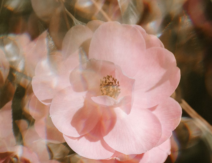 Flower Arrangement