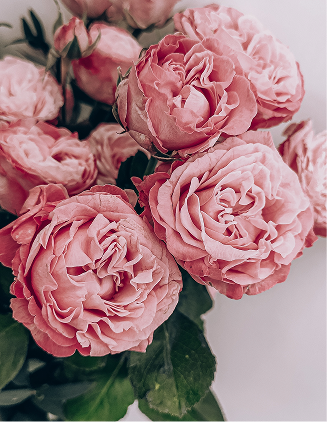 Rose Image