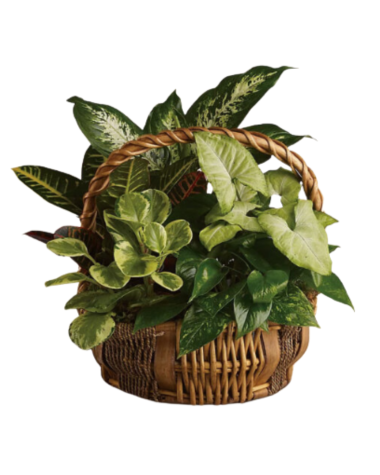 Emerald Garden Basket